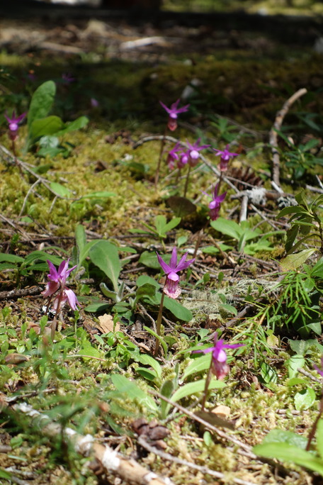 Several tiny bright purple blooms on short stalks pop out of a mat of moss. 