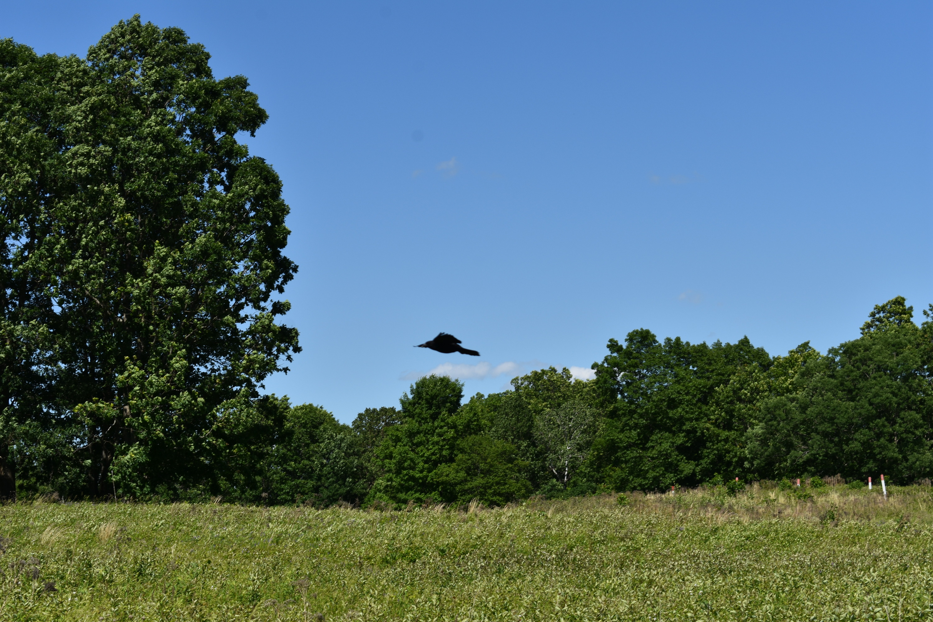 A red winged black bird flying near the Wilkinson Trail. 