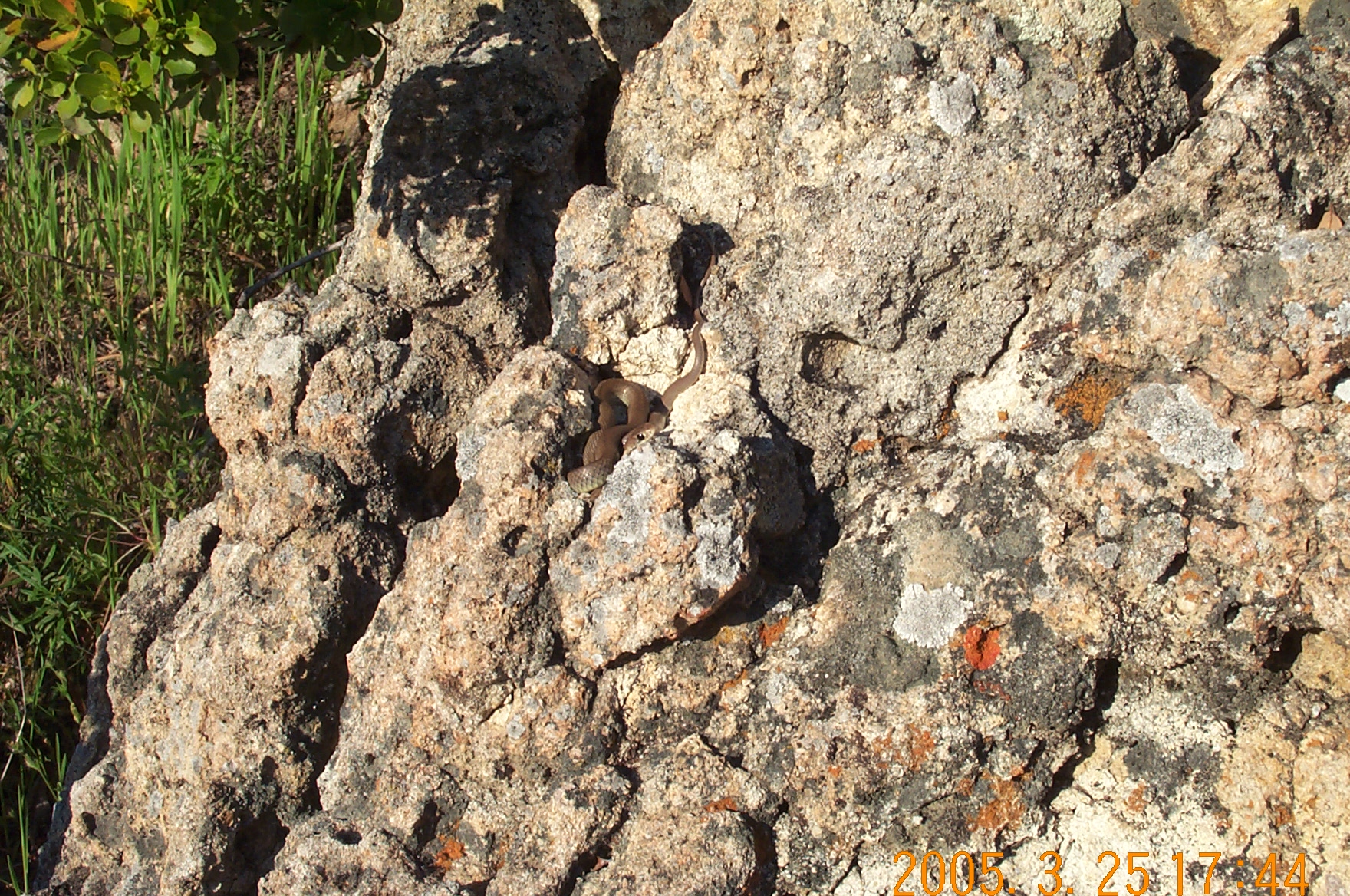 JuvenileRacerSnake1mEofLizard!_1391