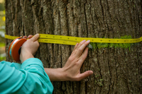 hands hold a tape measure in place around the trunk of a tree