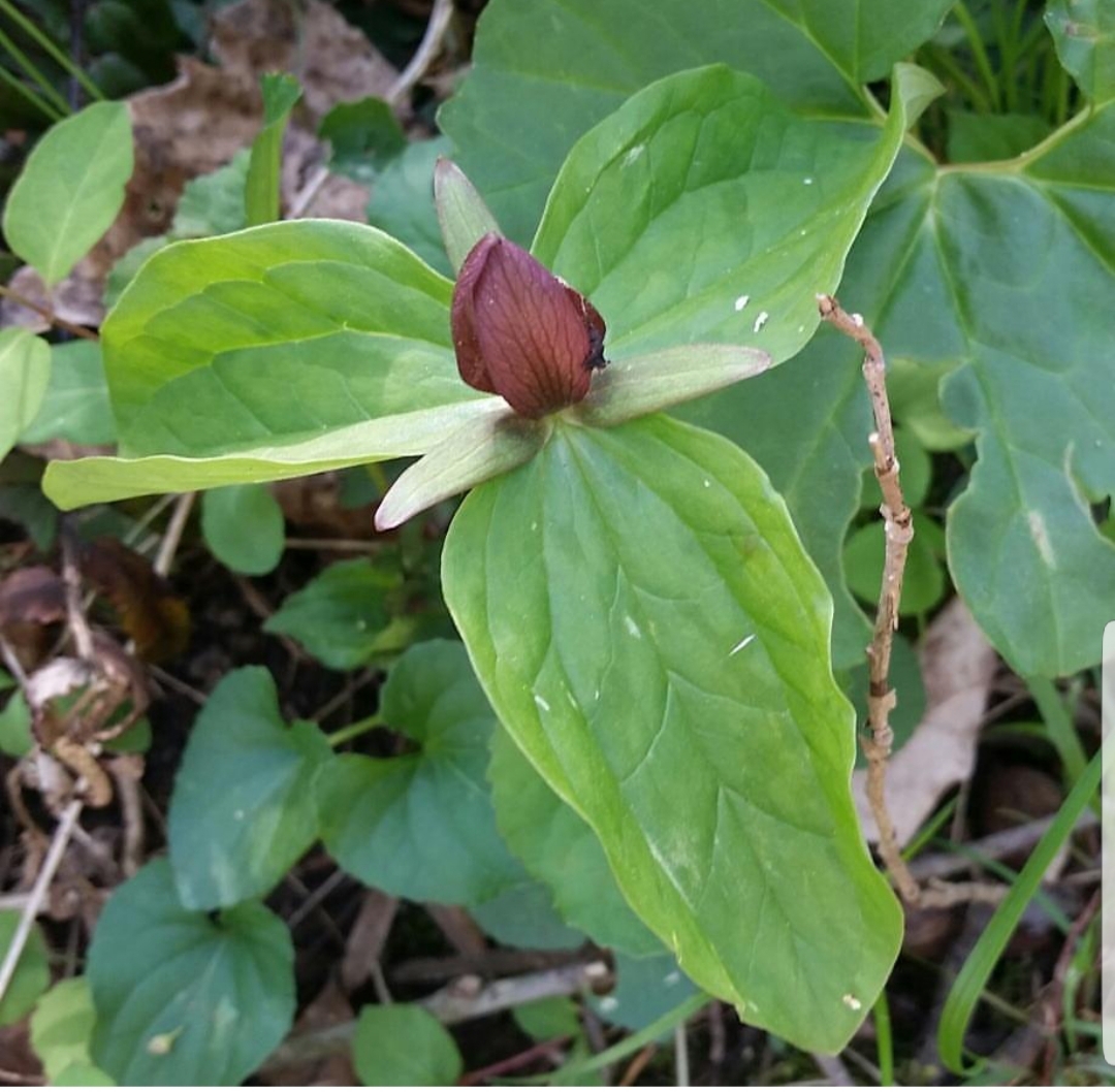3 large leaves and 3 small leaves frame a small cupped maroon blossom.