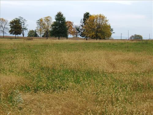 East Woods reforestation area at Antietam N.B.