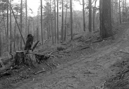 Cutover land along boundary Cuneo property.