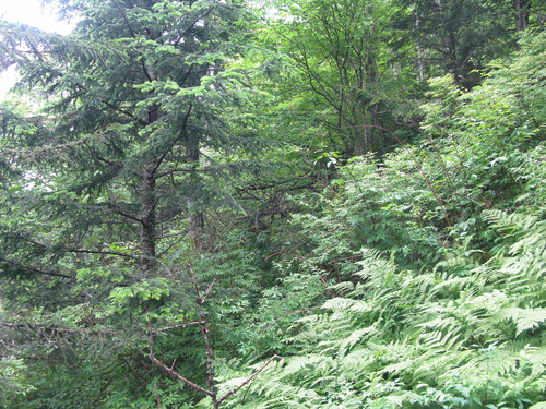 GRSM Accuracy Assessment. Plot Code: GRSM_AA_0425_2