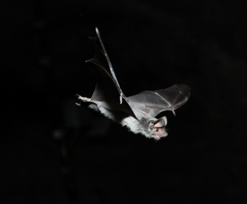 Mexican free-tailed bat in flight with wings spread out, silvery fur with pinkish face and large ears with small black eyes.
