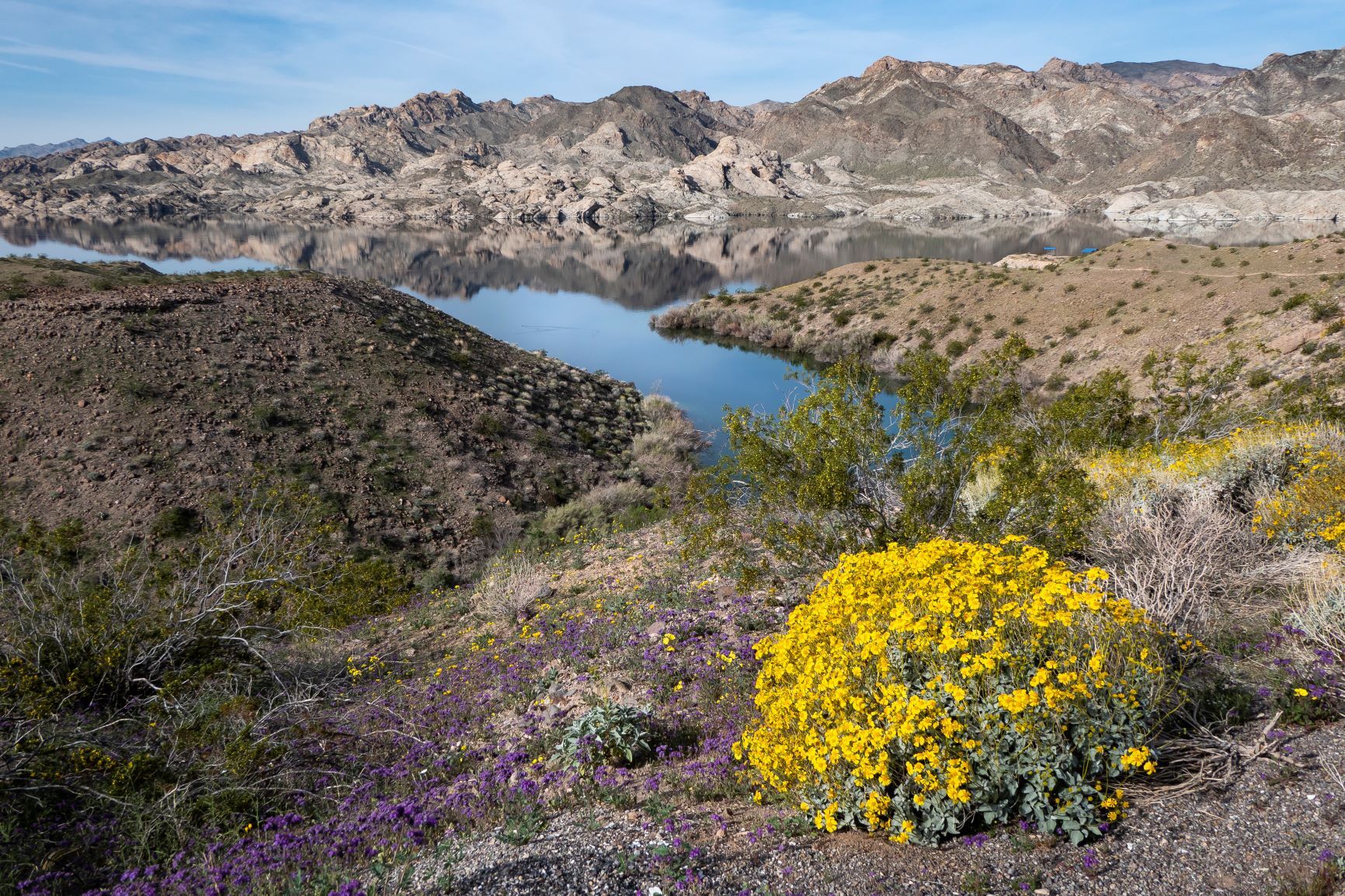 Yellow and purple flowers growing in front of a body of water