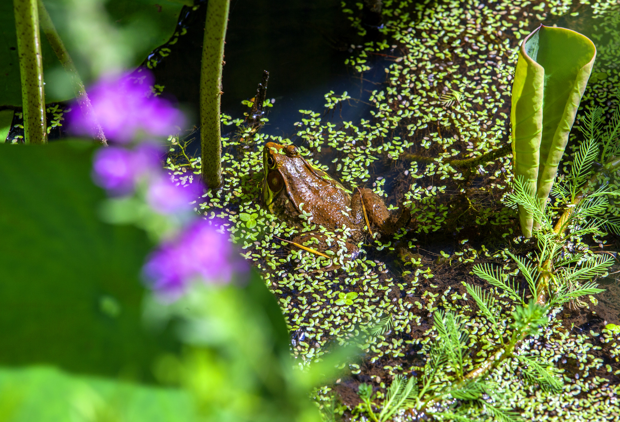 Images taken at the annual Lotus and Water Lily Festival 