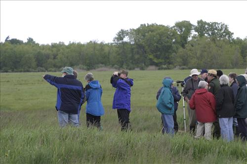 Bird watching at Coliseum site