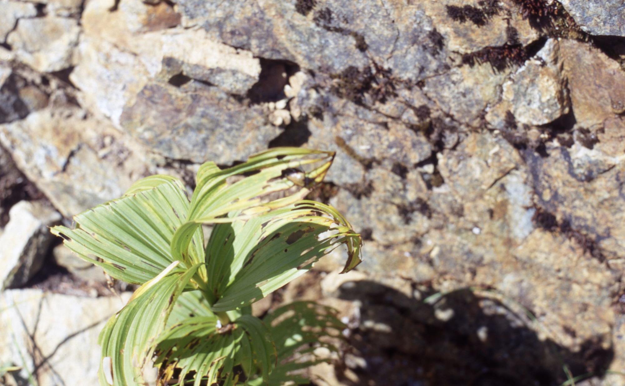A plant in front of some rocks.