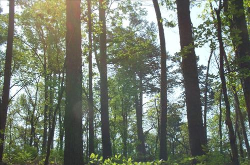 Remove Hazardous Trees at Hot Springs National Park in 2008