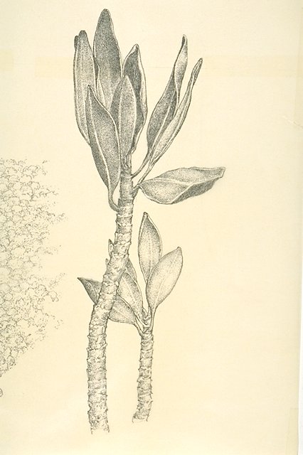 Detail of a new Red mangrove shoot.