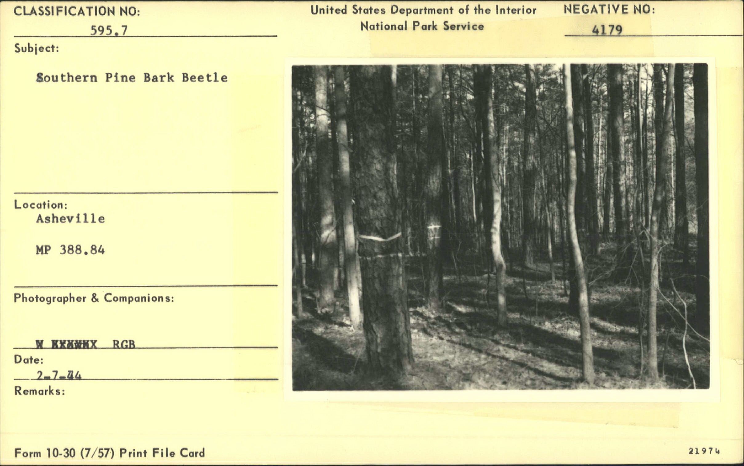 Tree damage from Southern pine beetle
