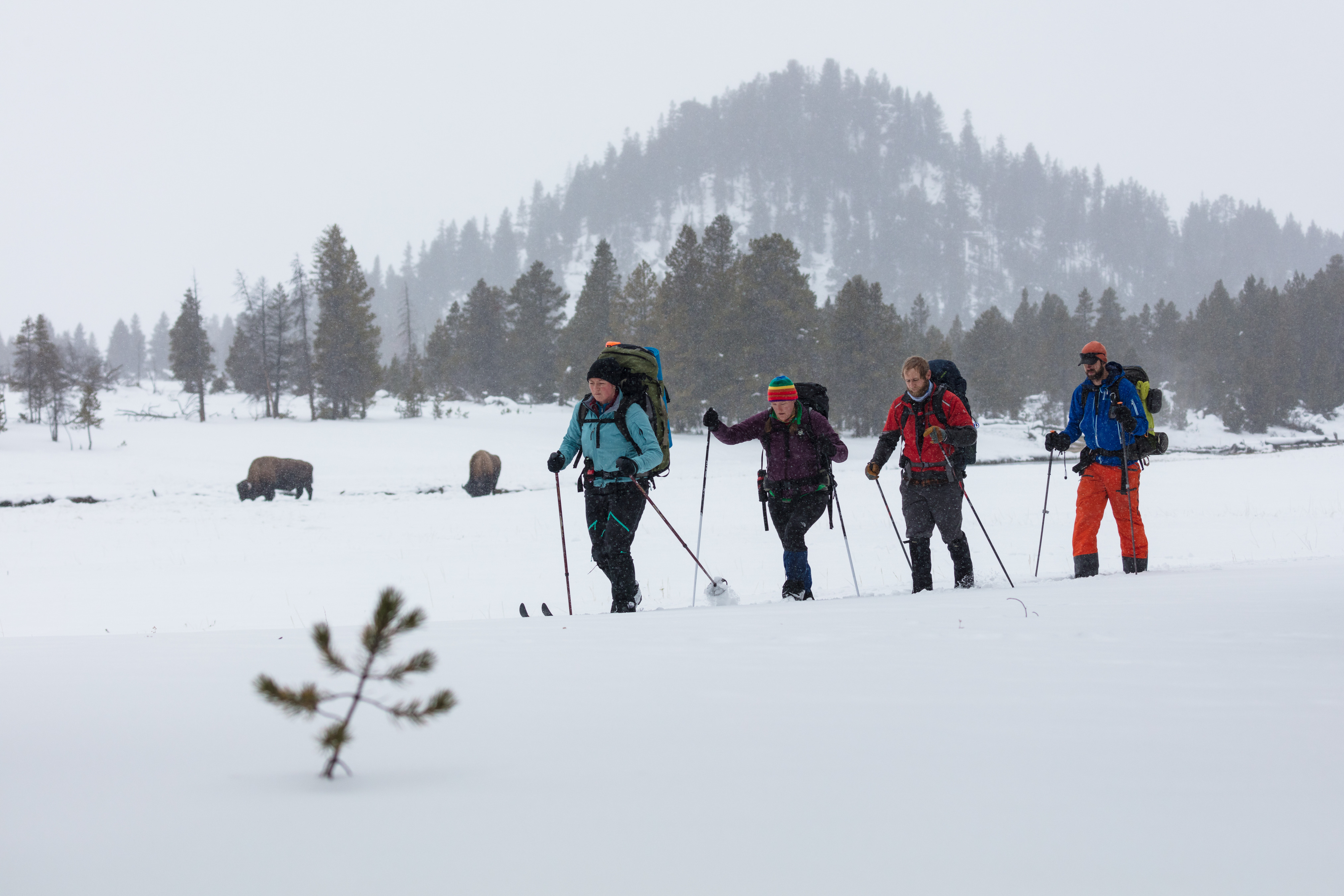 Four cross-country skiers with backpacks on ski in line across snow covered flats with two bison in the background