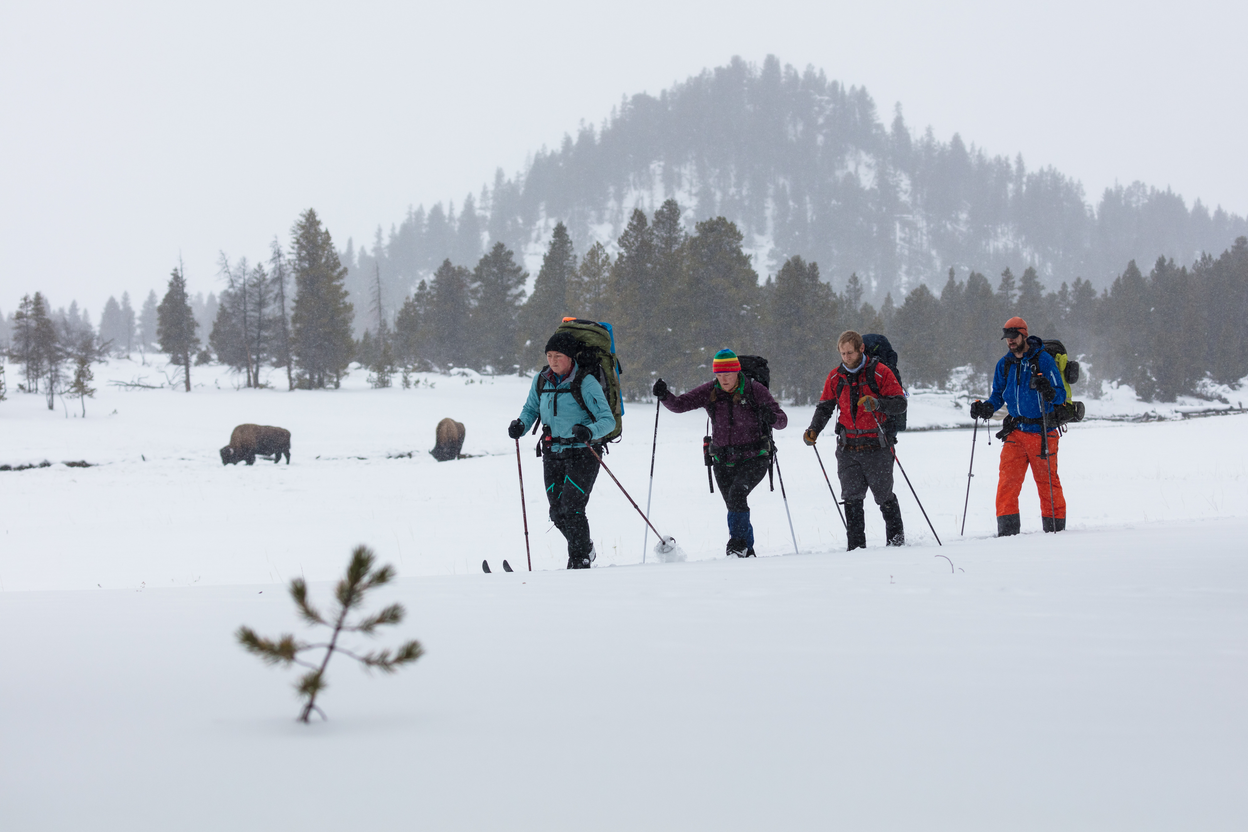 Four cross-country skiers with backpacks on ski in line across snow covered flats with two bison in the background