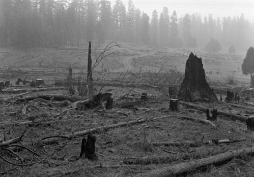 Trees cut at Cuneo property.