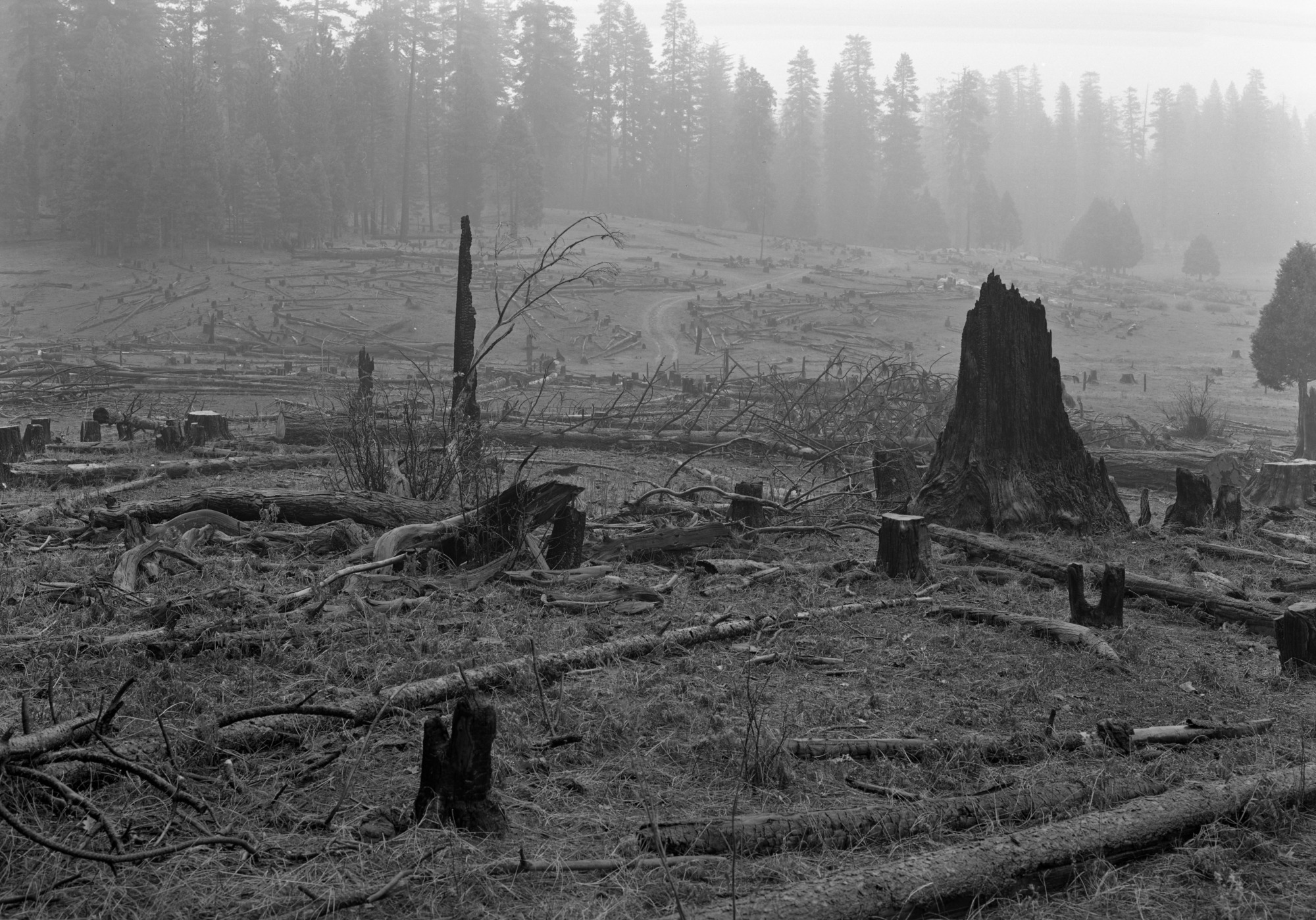Trees cut at Cuneo property.