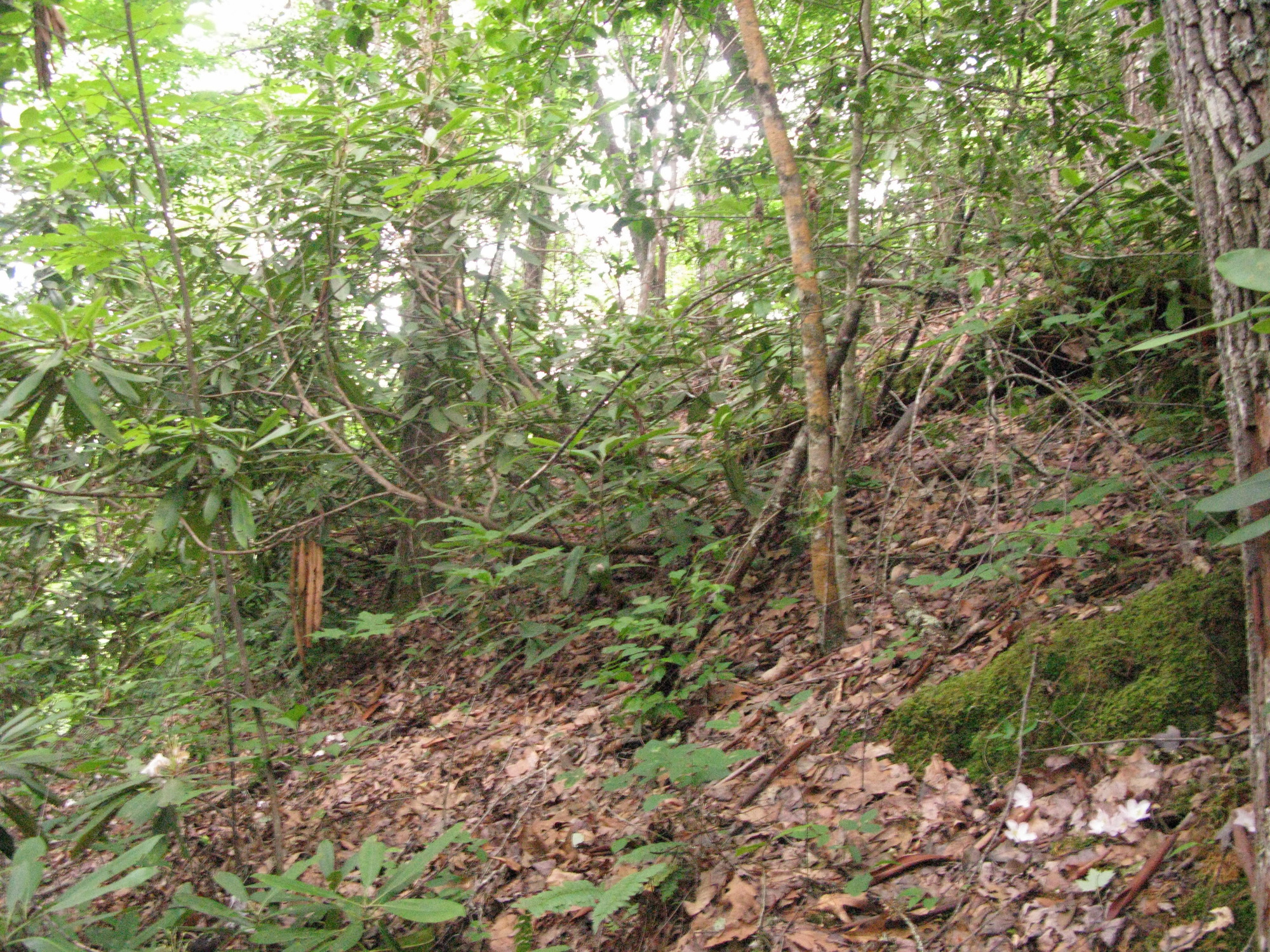 GRSM Accuracy Assessment. Plot Code: GRSM_AA_0169_4