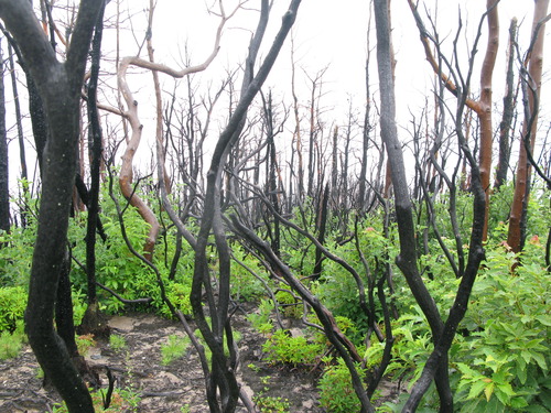 GRSM Accuracy Assessment. Plot Code: GRSM_AA_0857_4