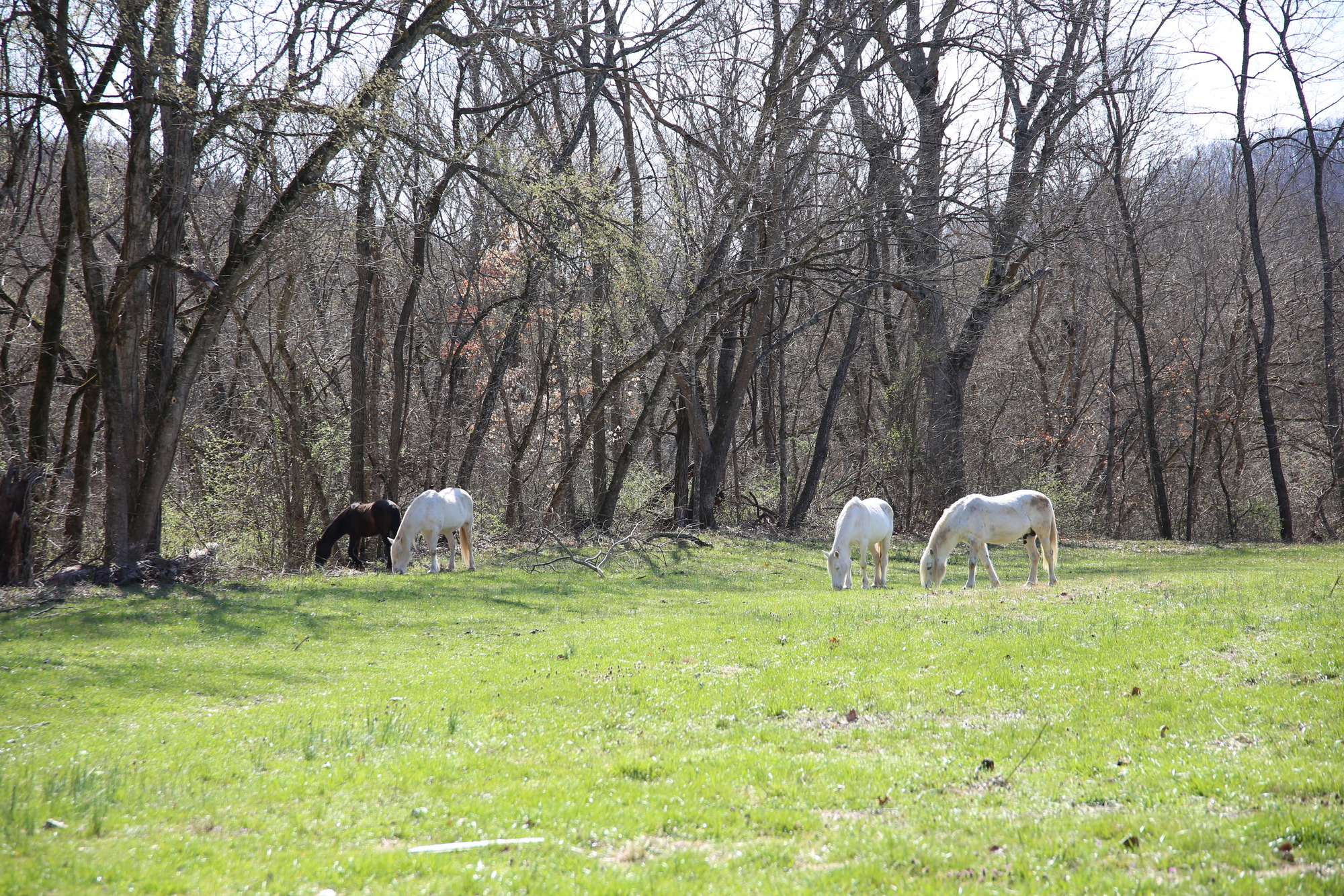 Three white horses and one black horse feed in a field of short grass.