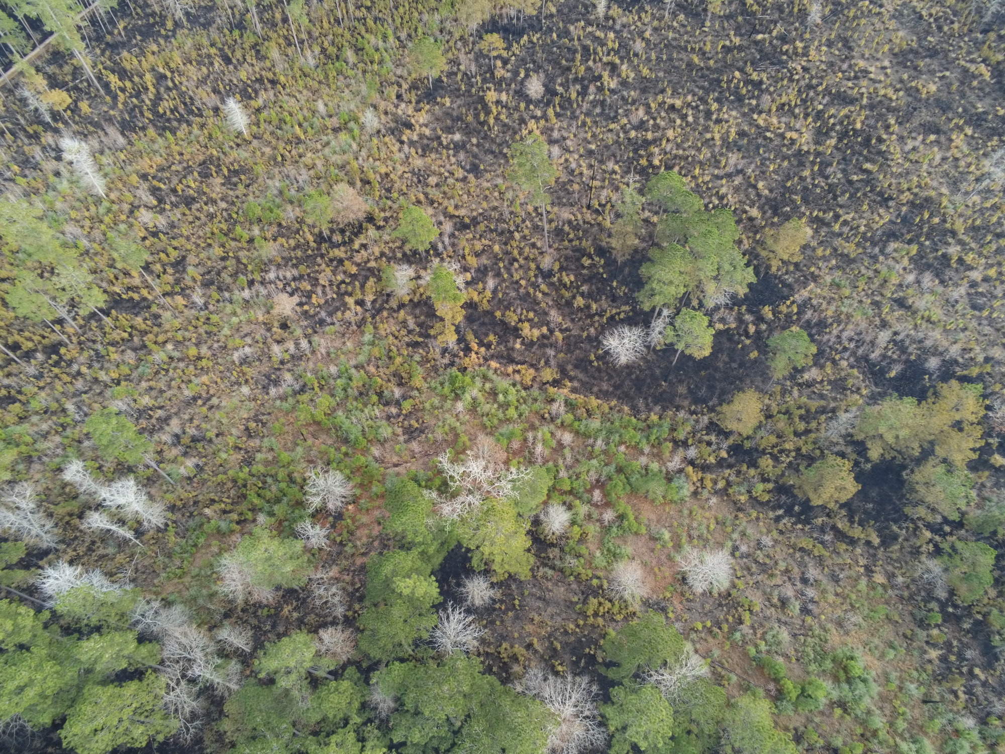 Aerial view of the burn area, showing a mosaic pattern of burn scars