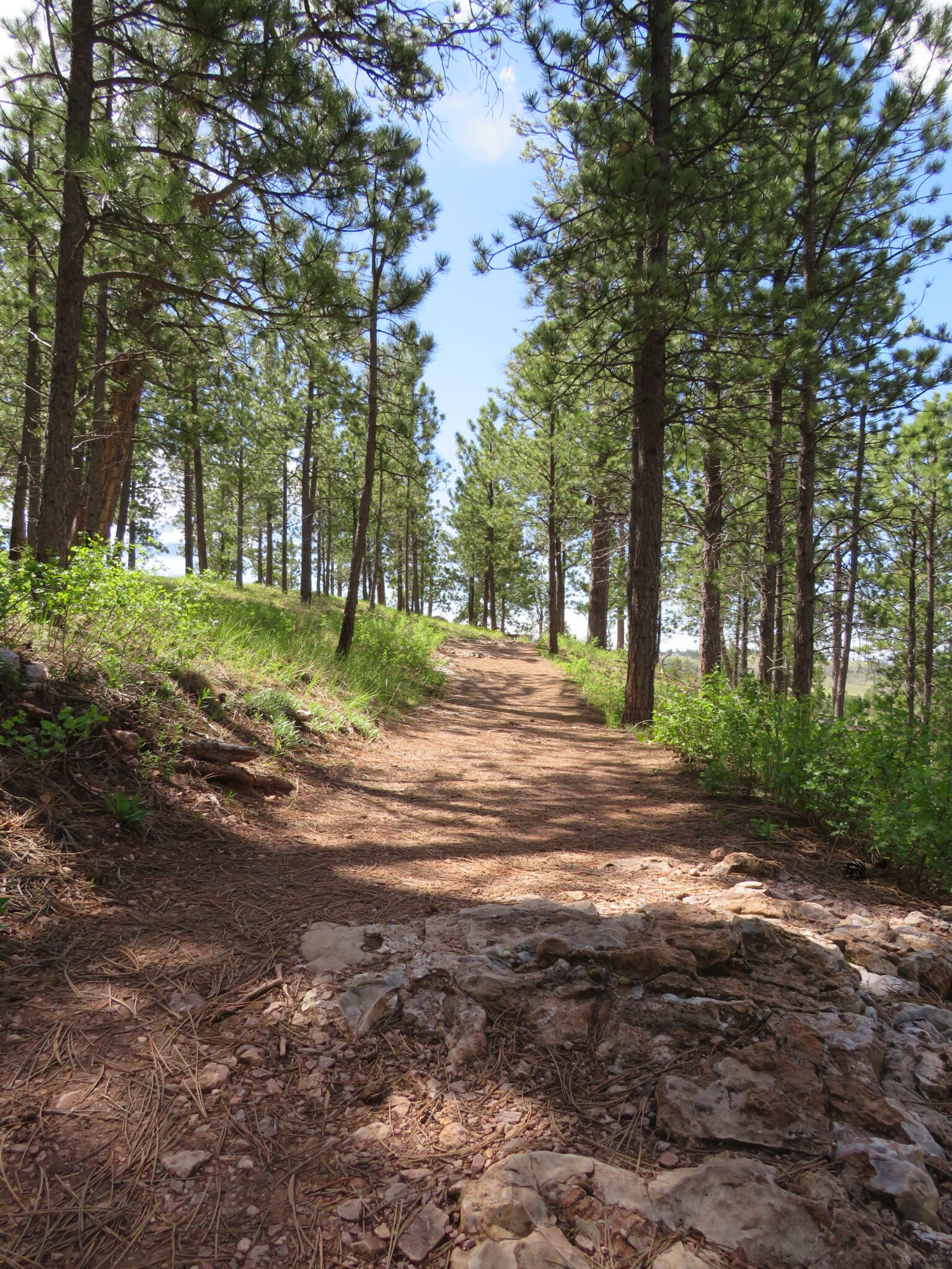 Trail leading through pine forest