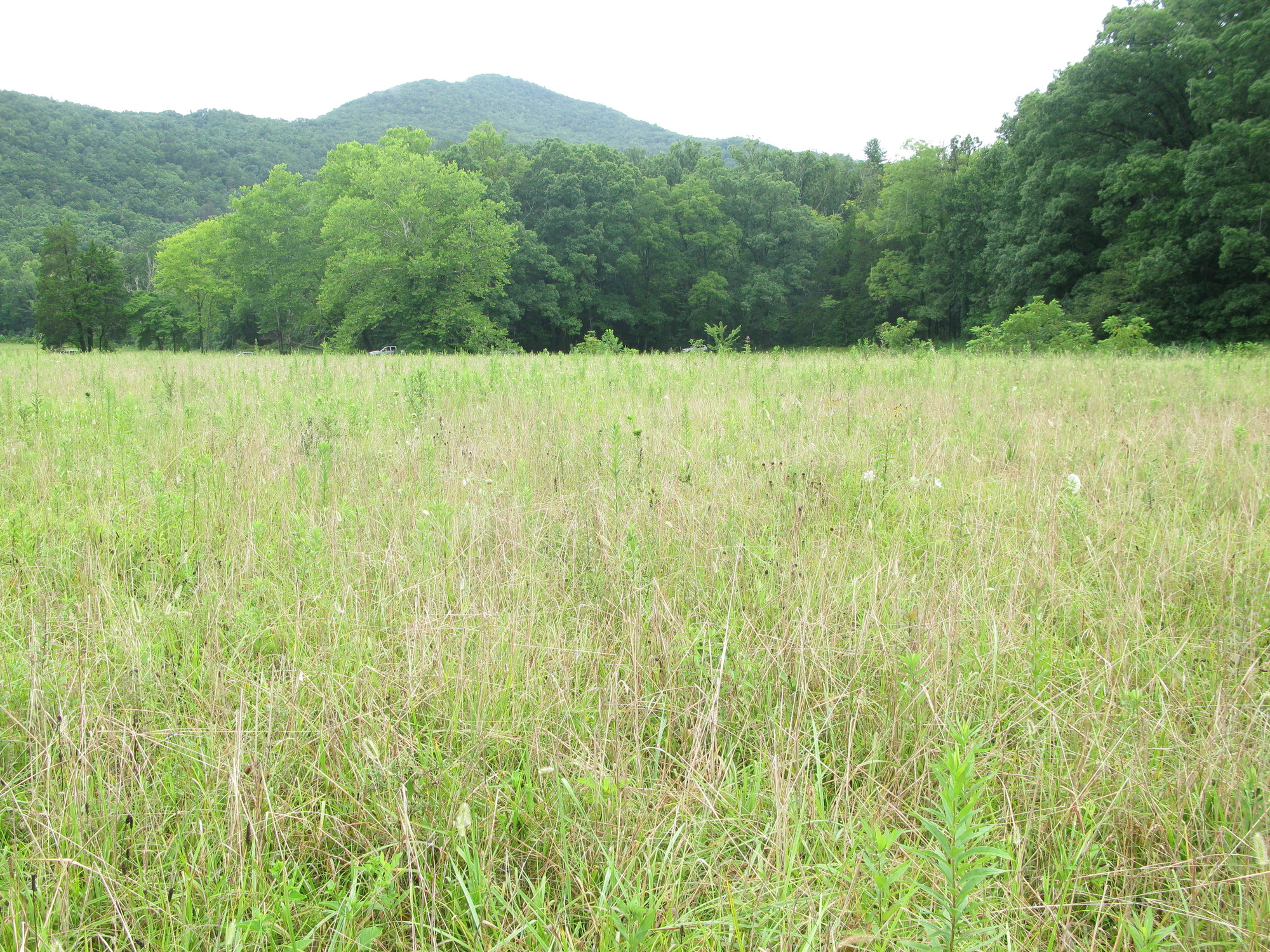 Plot Code: GRSM_AA_0470_6