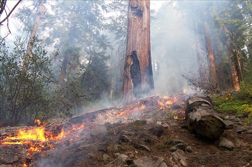 Redwood wildfire, Sequoia and Kings Canyon National Parks, October 2002
