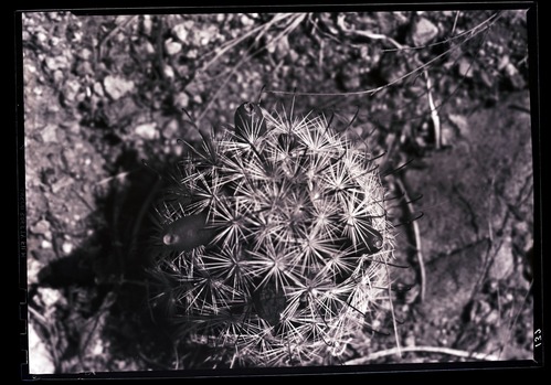 Black and white image of fishhook cactus