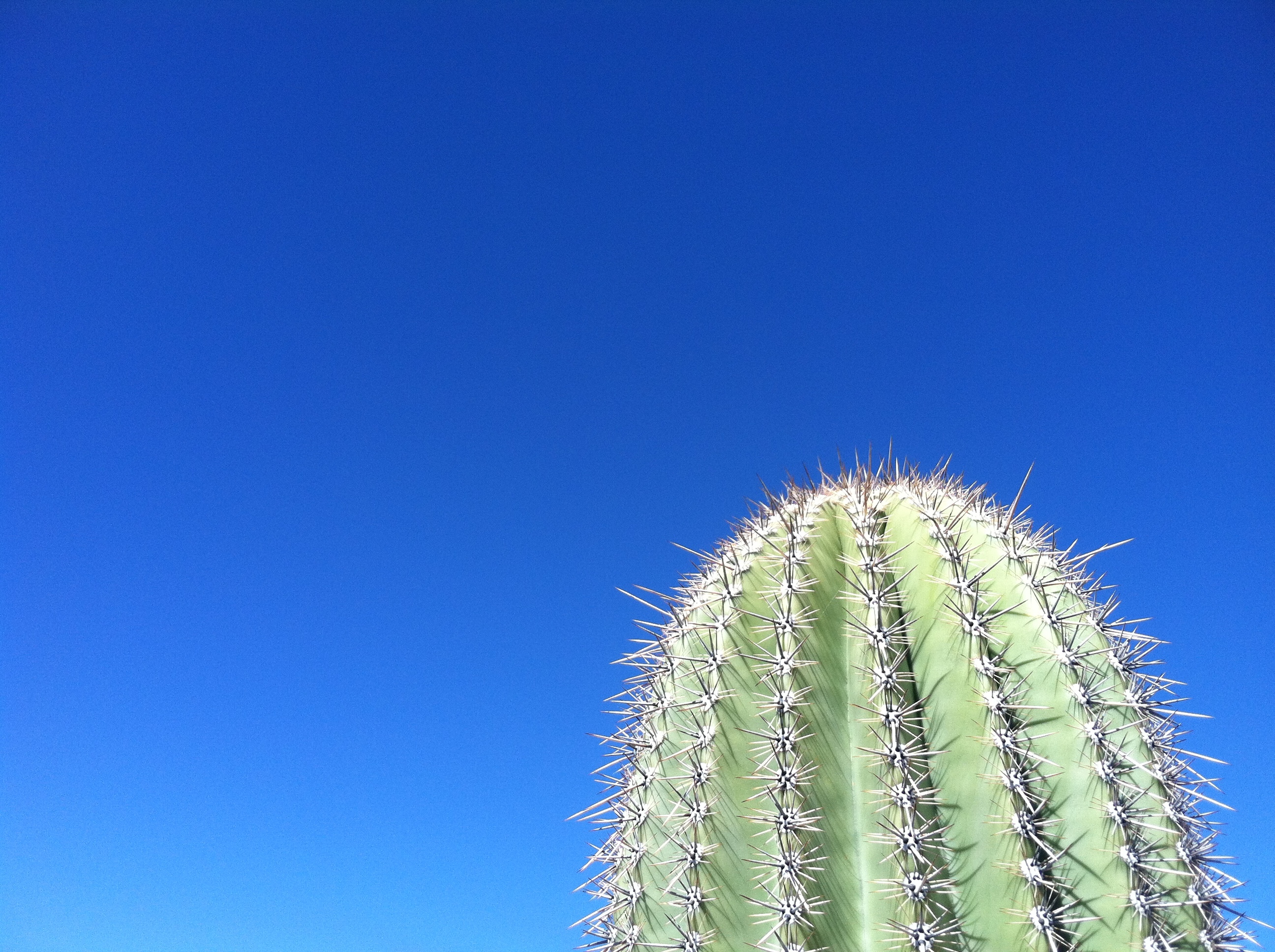 A cactus against a blue sky