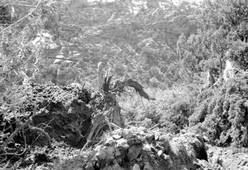 BW photo of the 1937 grazing study 35MM. Debris.