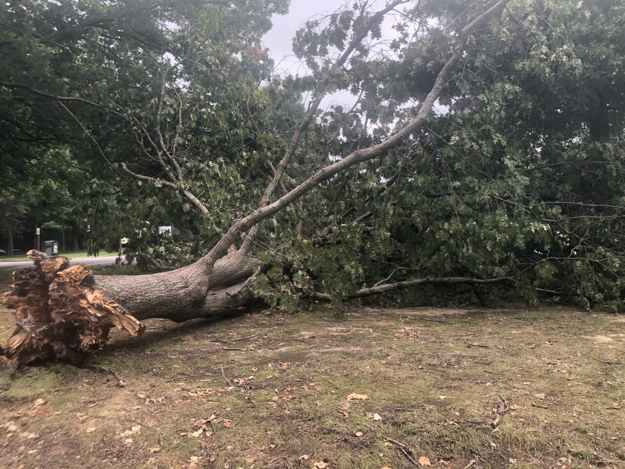 large  tree down on island in Sweetgum Picnic Area 