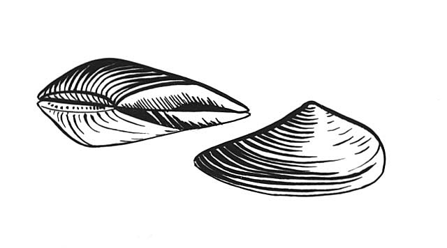 Early Sharks Swim in Ancient Seas (Pennsylvanian Period): paleopods (nucula).