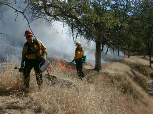 Prescribed burn using drip torch ignition at Ash Mountain Headquarters, Sequoia and Kings Canyon National Parks, May 2004