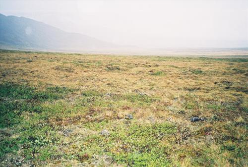 1 Gates of the Arctic National Park and Preserve Itkillik Birds June 2006