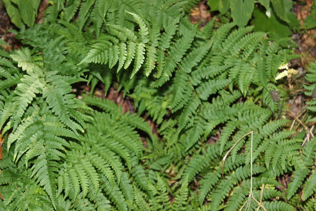 Ferns