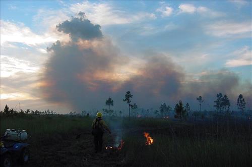 Prescribed burning at Everglades National Park, April 2002