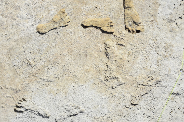 Seven human footprints preserved in Ice Age gypsum cement.