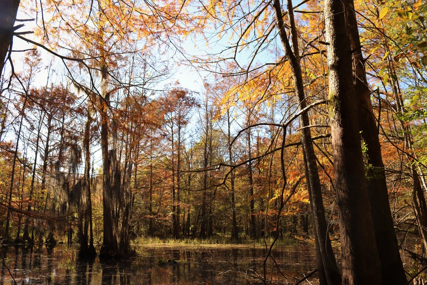 Several bald cypress trees displaying bright orange fall color, growing above a pond