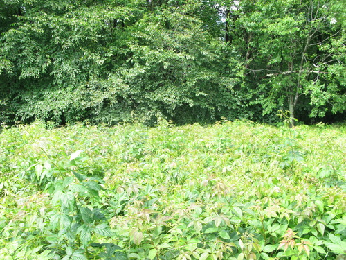 GRSM Accuracy Assessment. Plot Code: GRSM_AA_0820_2