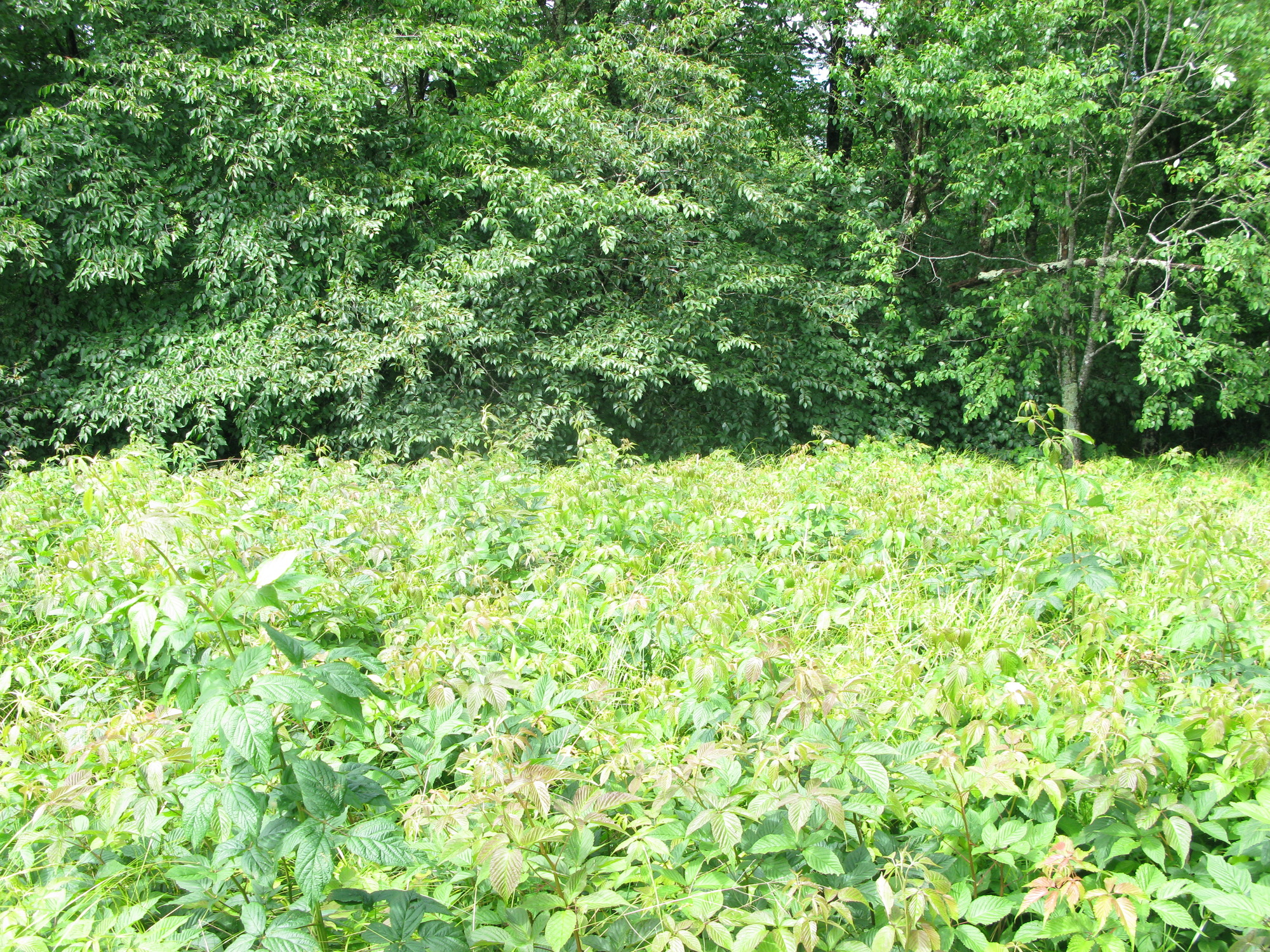 GRSM Accuracy Assessment. Plot Code: GRSM_AA_0820_2