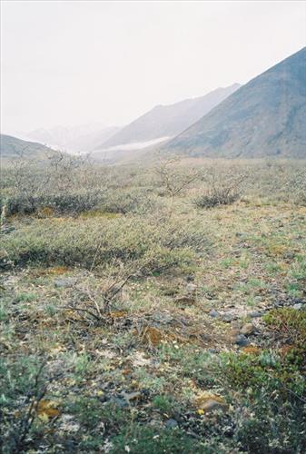 7 Gates of the Arctic National Park and Preserve Itkillik Birds Survey June 2006