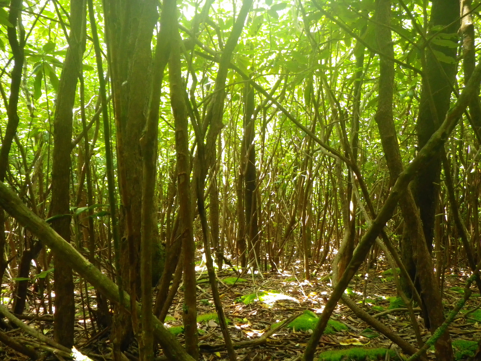 Plot Code: GRSM_AA_0480_4