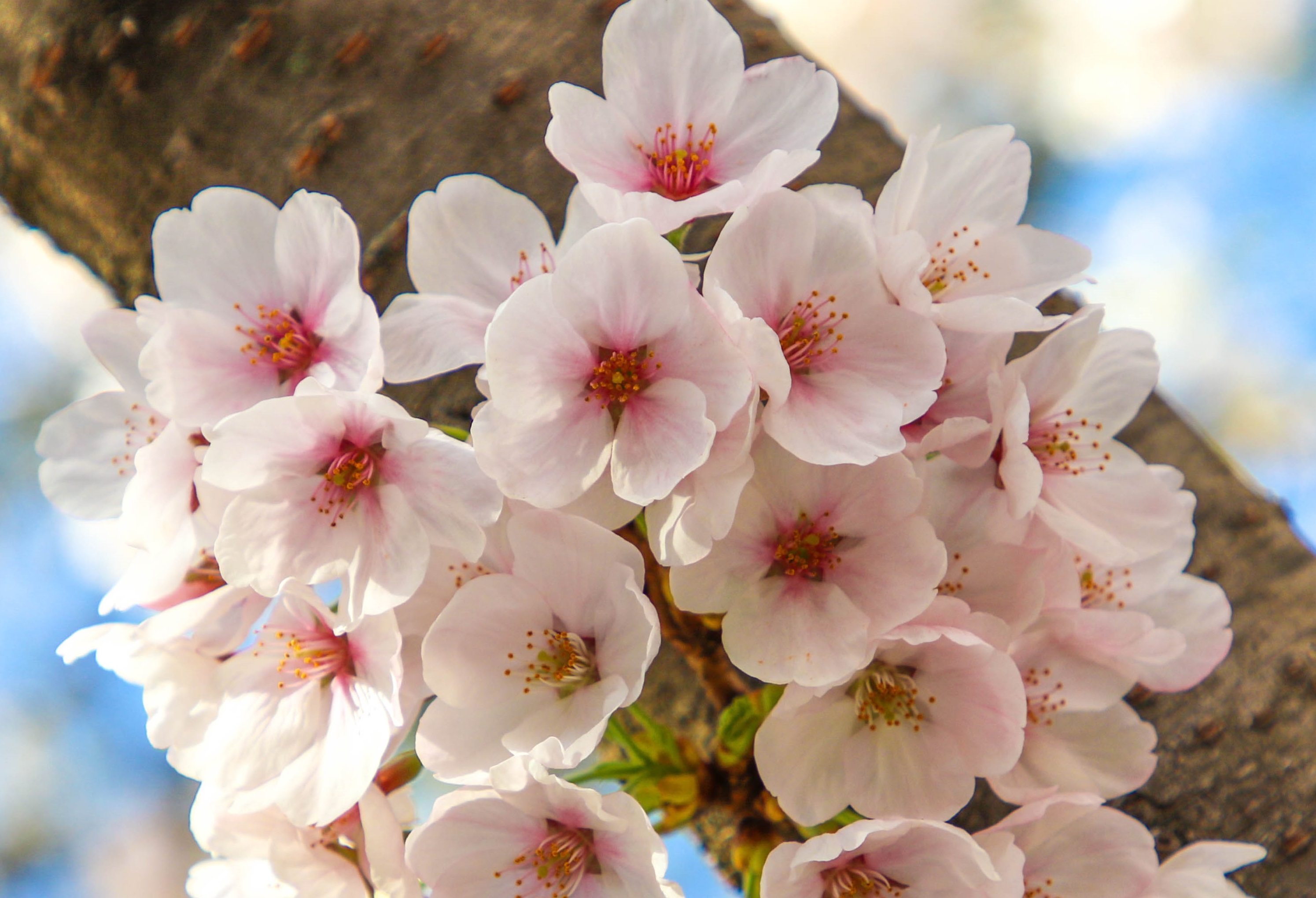 Cluster of pink cherry blossoms on a thin trunk