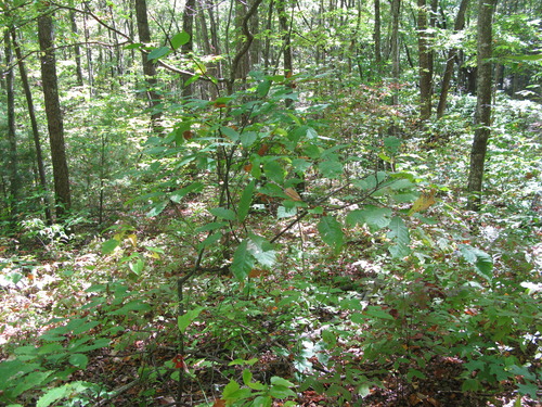 GRSM Accuracy Assessment. Plot Code: GRSM_AA_0229_4