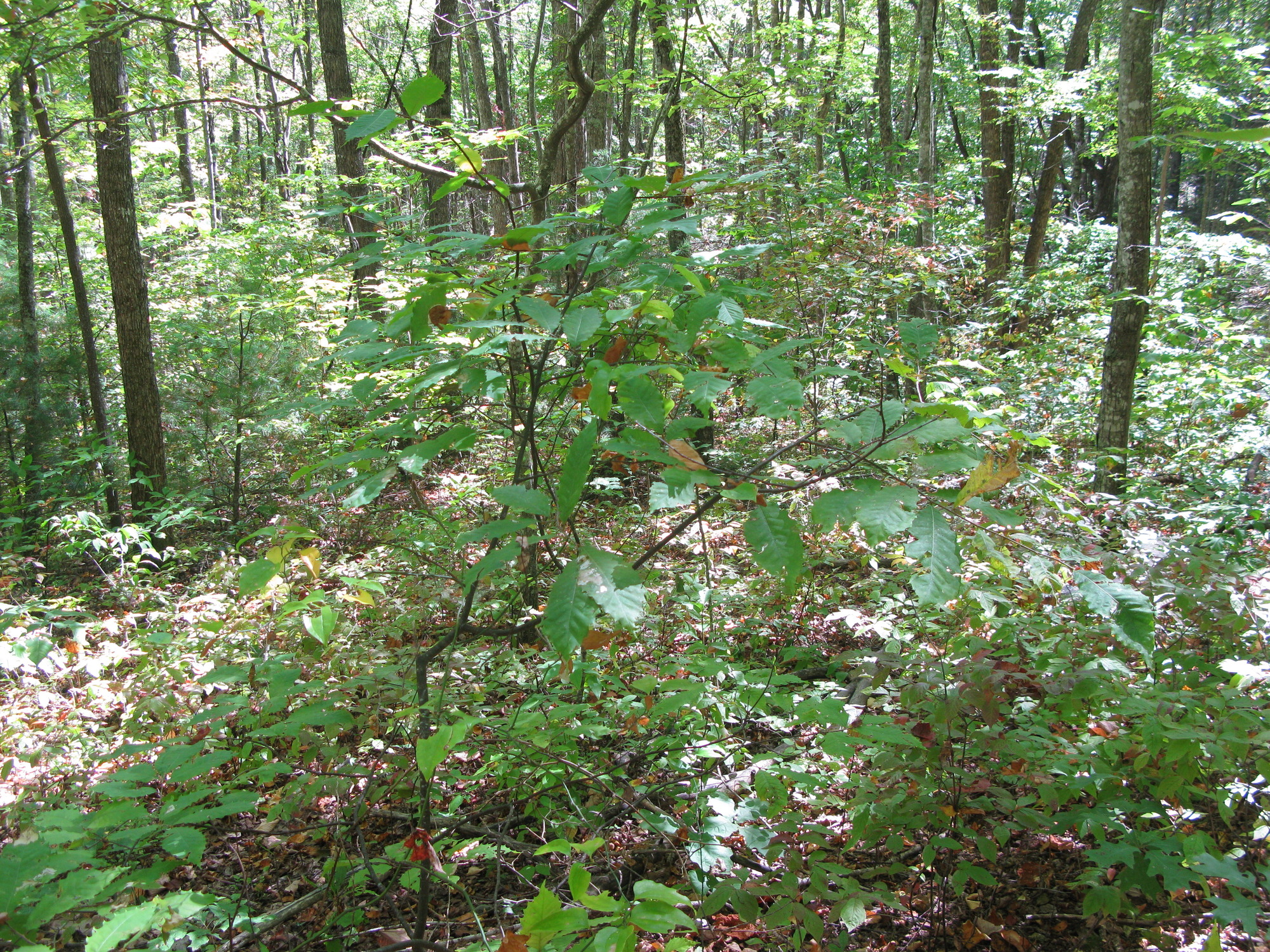 GRSM Accuracy Assessment. Plot Code: GRSM_AA_0229_4