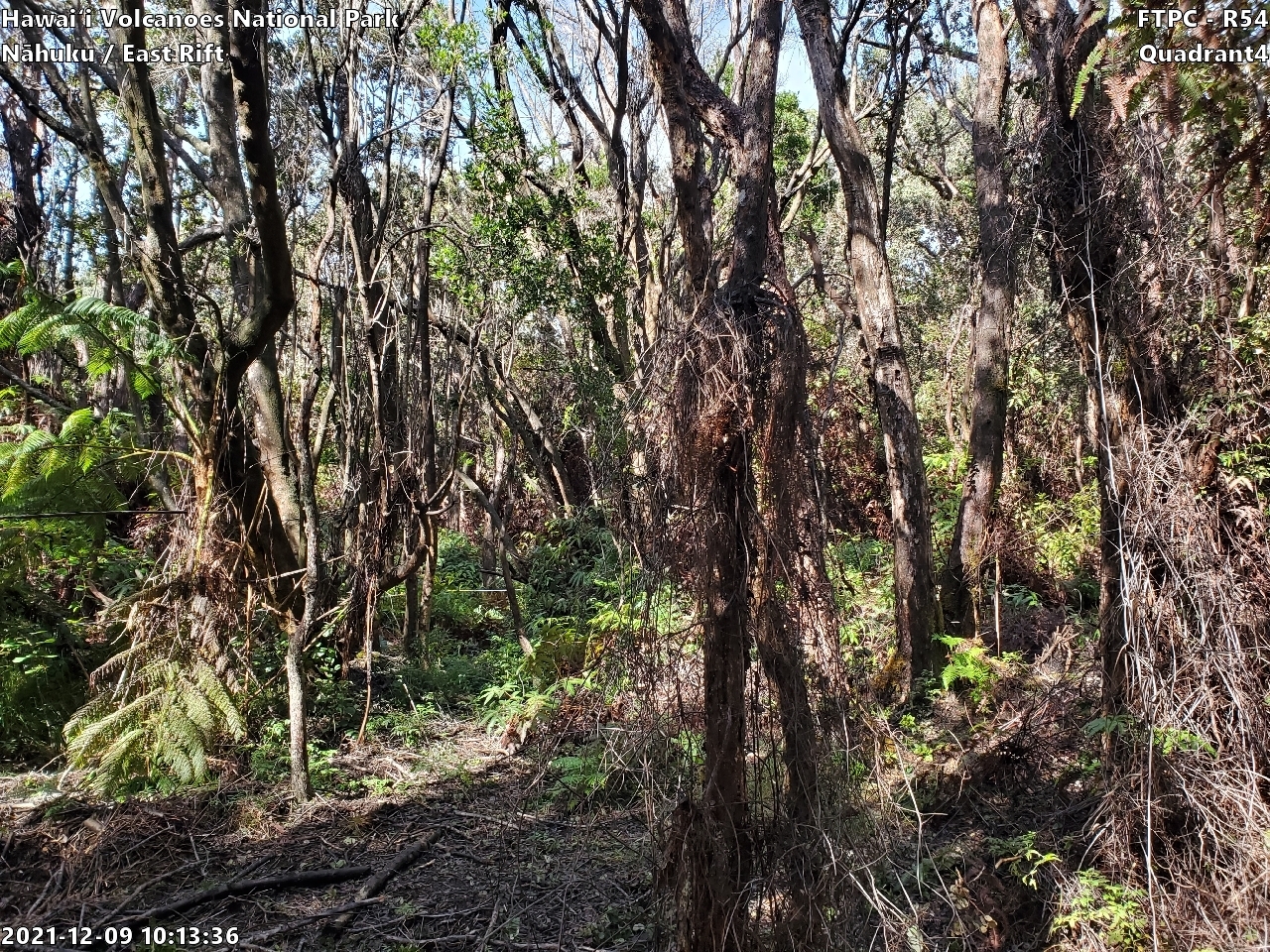 Eye-level view of plant community at monitoring site