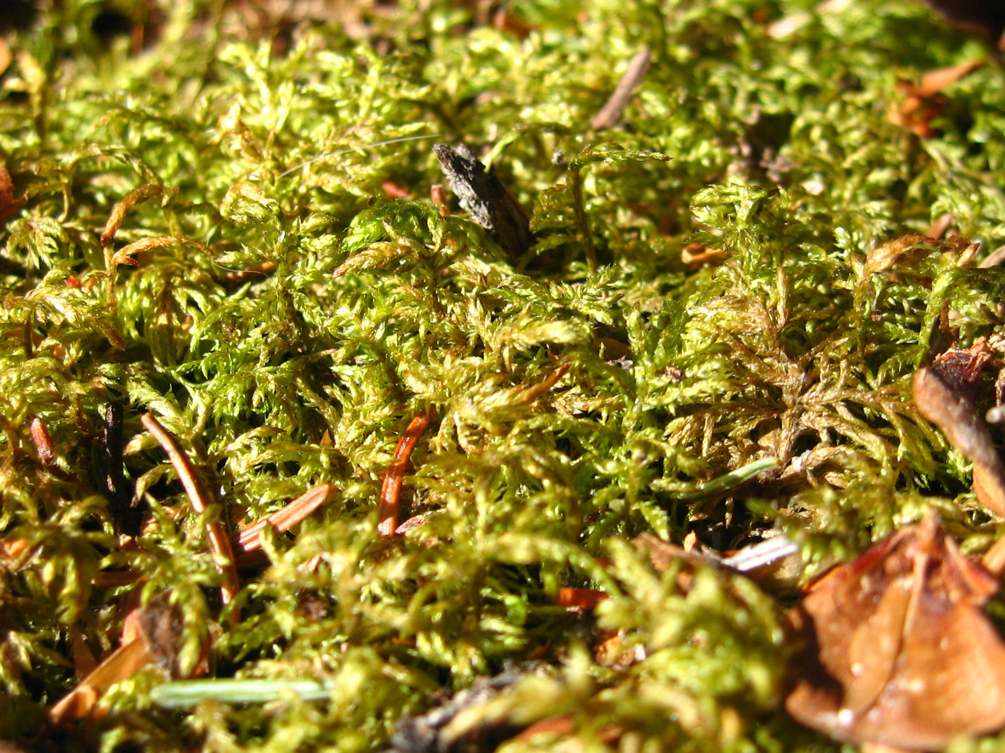 dense green moss