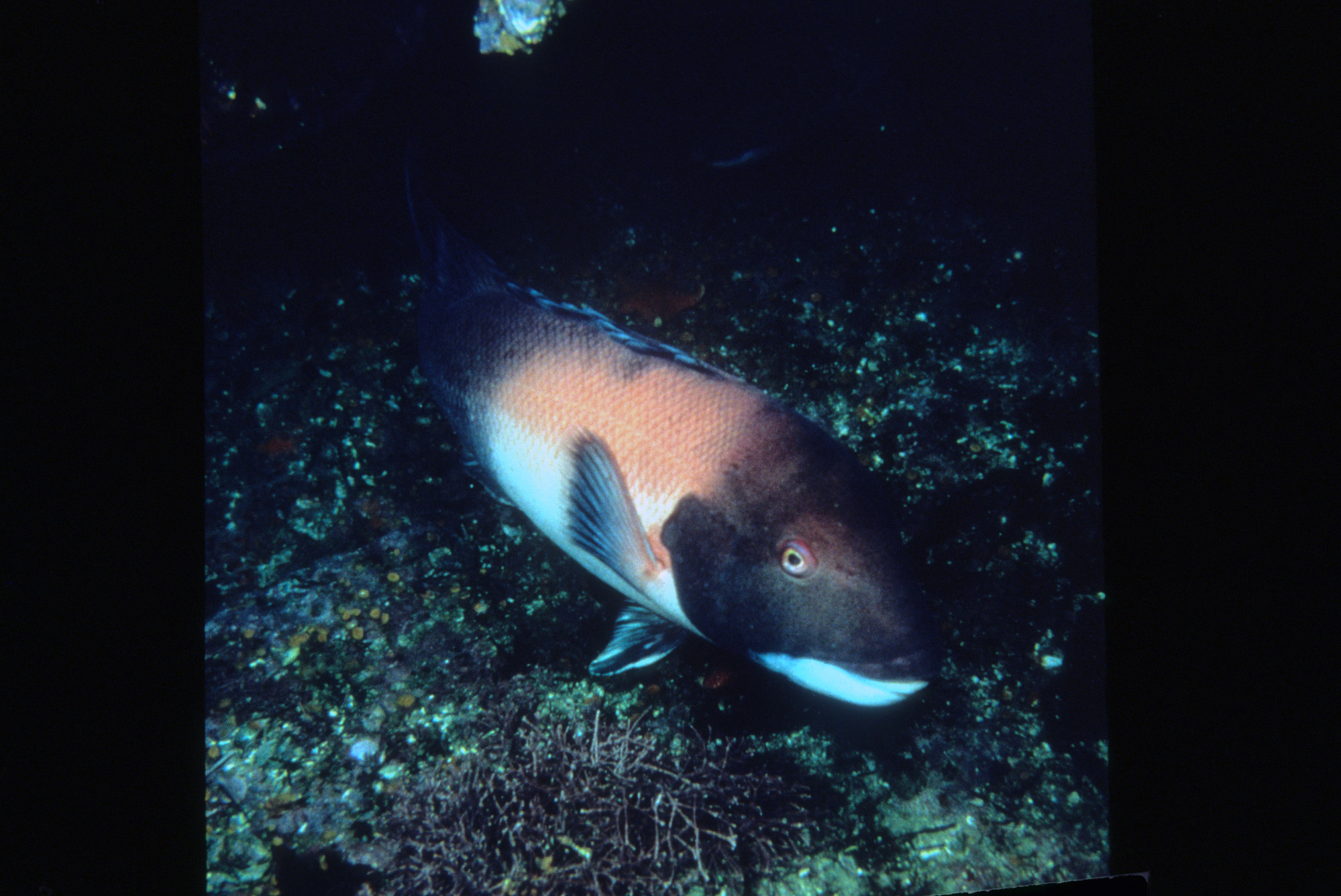 Sheephead