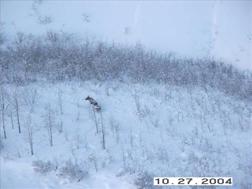 4 Gates of the Arctic National Park and Preserve Koyukuk Moose Survey 2004