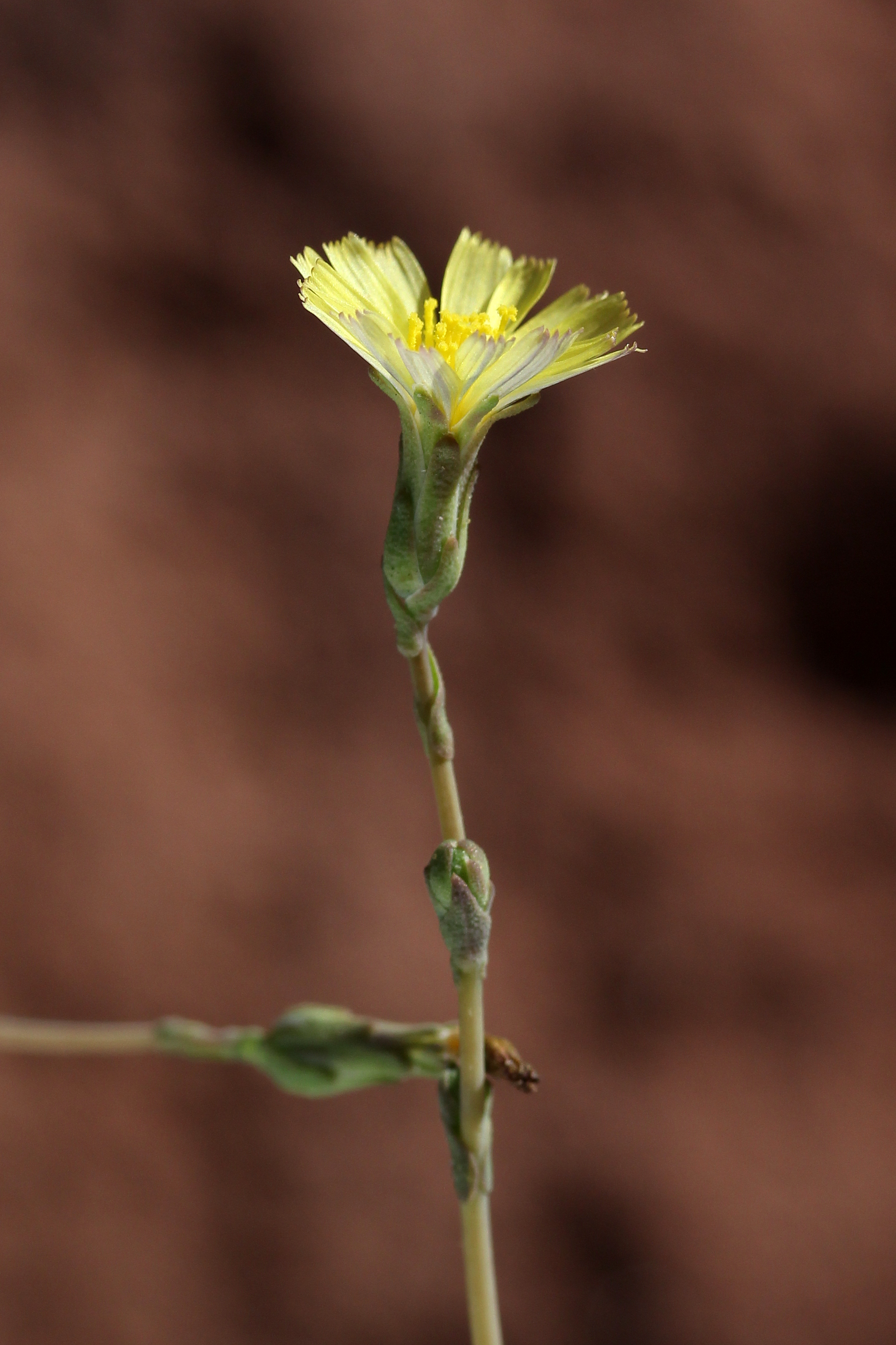 Lactuca serriola, Prickly lettuce